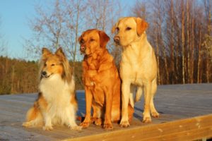 seguros-mascotas-perro-responsabilidad-civil-euromex